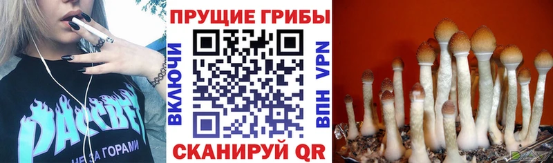 где найти наркотики  Терек  Псилоцибиновые грибы мицелий 